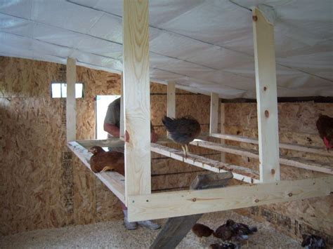 Nest Box And Perch Pics Please Chicken Roost Urban Chicken Farming