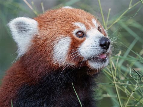 Kleiner Panda Foto And Bild Tiere Zoo Wildpark And Falknerei