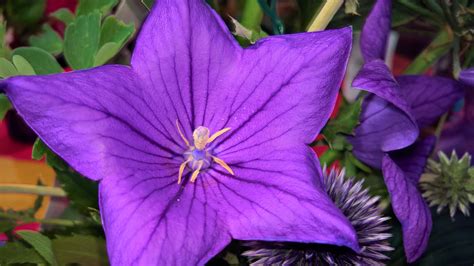 Free Stock Photo Of Flower Purple Flower Star Flower
