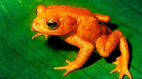 Global Hunt Begins For Extinct Species Of Frogs Bbc News