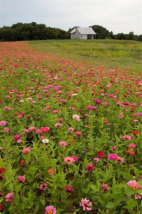 Field Of Zinnias Photograph By Susan Blumenstock