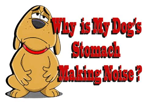 Stomach Noises In Dogs Some Common And Serious Concerns To Watch Out