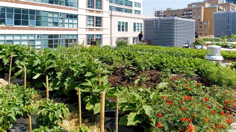 How To Start An Urban Farm Or Community Garden Trusthubcare