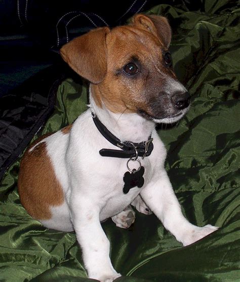 Cute Puppy Dogs Jack Russell Terrier Puppies
