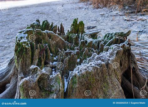 Scenic Stump And Snow Stock Photo Image Of Tree Stump 266606554