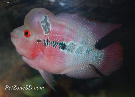 There are 443 chinese dragon fish for sale on etsy, and they cost $25.25. Short-body Red dragon Flowerhorn #flowerhorn | Cichlids ...