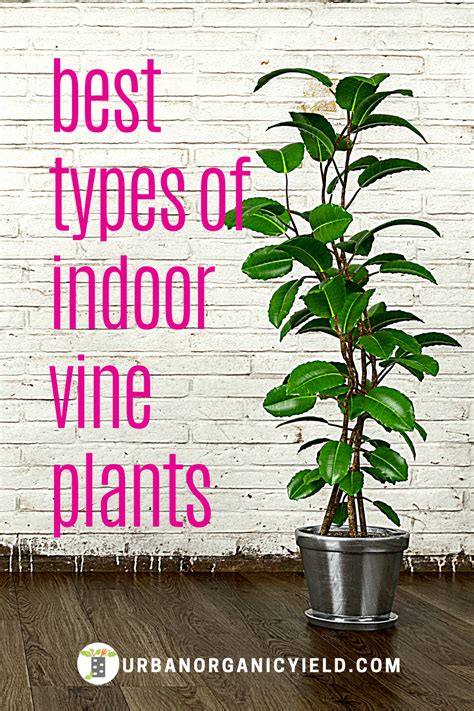 Types Of Indoor Vine Plants Indoor Vine Plants Vine Plant Growing