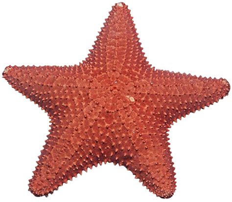 Starfish Png Transparent Image Download Size 958x833px