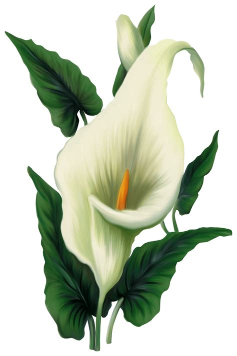 Free Lily Bouquet Cliparts Download Free Lily Bouquet Cliparts Png