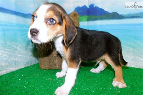 Snoopy Beagle Puppy For Sale Near Chicago Illinois 723ce894 3e81