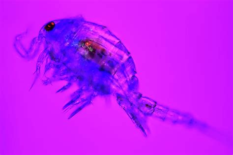 Copepod Crustacean Photograph By Frank Fox Fine Art America