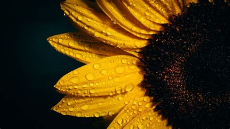 Sunflower Wallpaper 4k Black Background Rain Droplets Yellow