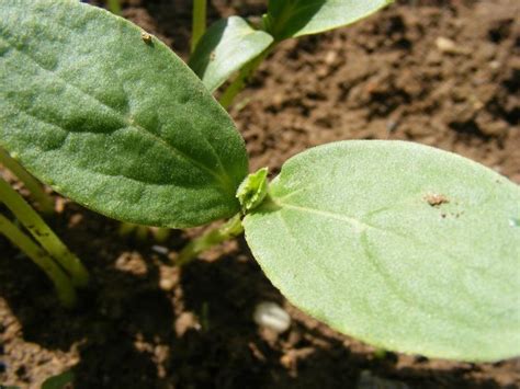 If your leaf is wide, look at other characteristics to start identifying a plant by its leaves. Vegetable Seedling Identification: Pictures and ...