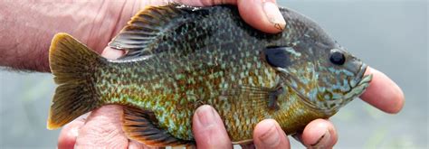 How To Catch Bluegill In Depth Guide To Bluegill Fishing 2024