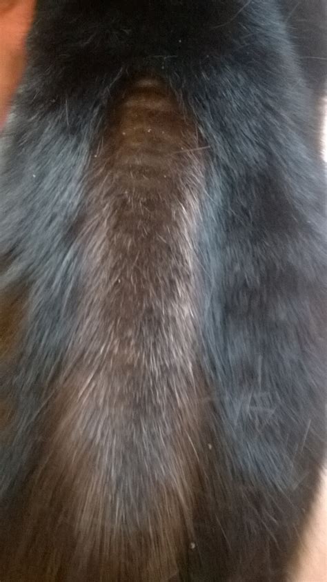 My Cat Has A Patch On Her Back That Has Hair Loss