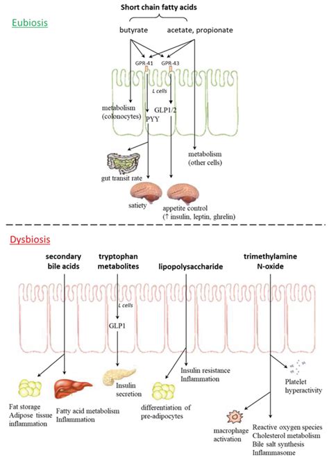 Metabolic Syndrome And Gut Microbiota Intestinal Dysbiosis Increased