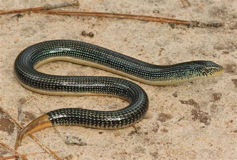 Why Is It Called A Glass Lizard Are Glass Lizards Dangerous And Rare