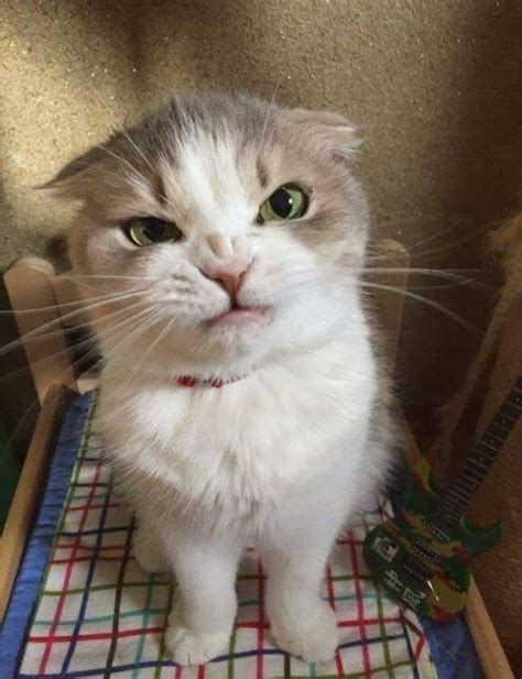 Cute Angry Cat Mademesmile