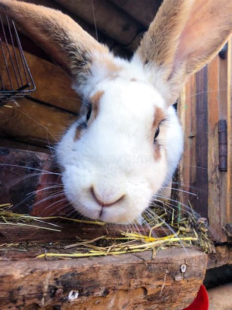 Close Up View Of European Farm Rabbit Looking Into The Camera Cute