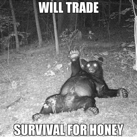 just the bear necessities r memes
