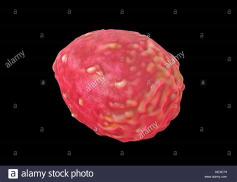 Monocyte Cell Stock Photos And Monocyte Cell Stock Images Alamy