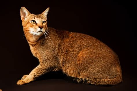 Chausie Cat Breed Information The Pedigree Paws