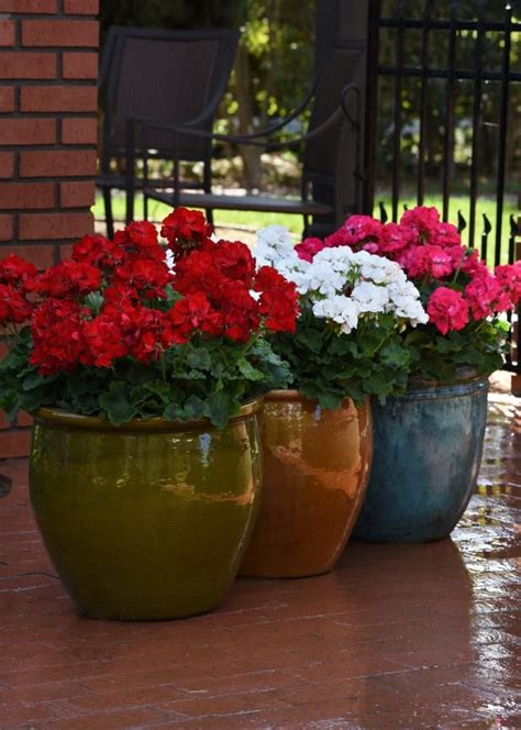 Geranium Care Your Guide To Growing Geraniums In 2021 Flower Pots