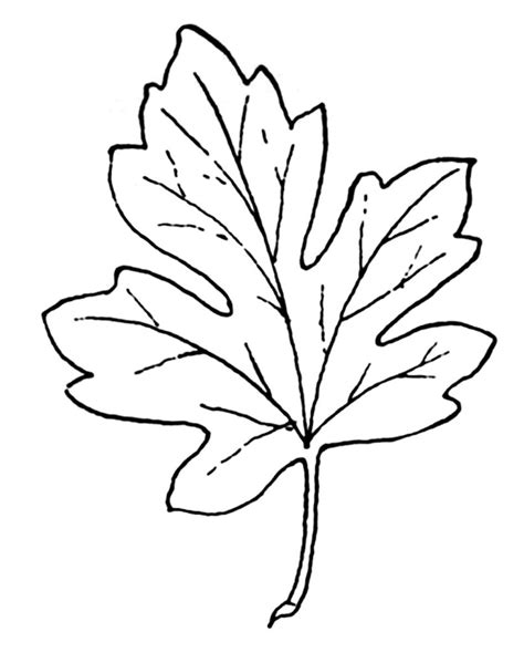 12 Maple Leaf Clipart The Graphics Fairy