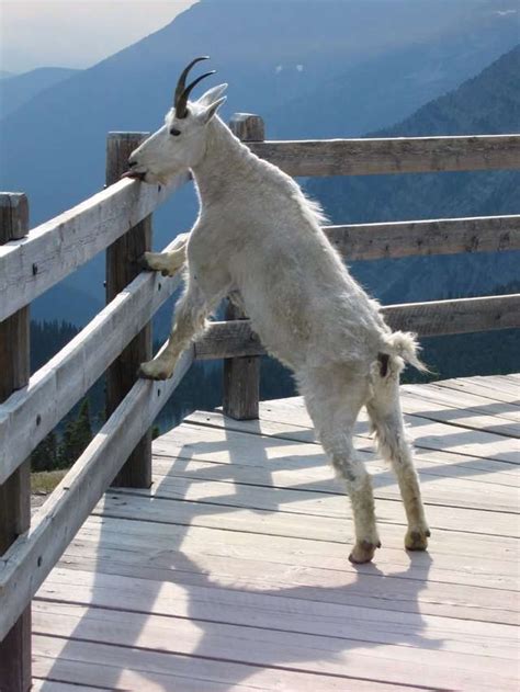 Mountain Goats Can Also Jump Up To 12 Feet Business Insider India