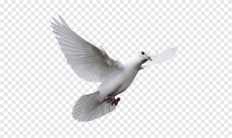 Domestic Pigeon Columbidae Bird Wedding Pigeon White Animals Png