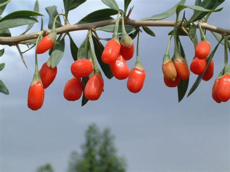 Goji Berries Facts Health Benefits And Nutritional Value