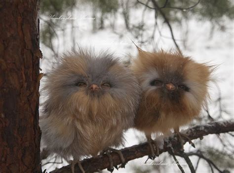 Fluffy Baby Owls Aww