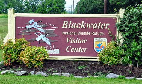 Midatlantic Daytrips Blackwater Wildlife Refuge