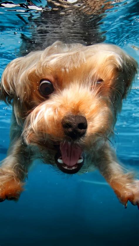 Wallpaper Terrier Dog Underwater Cute Animals Funny