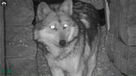 Mexican Gray Wolf Tex Youtube