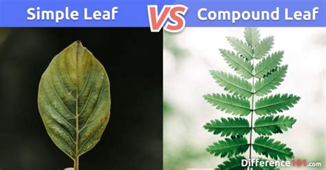 Simple Leaf Vs Compound Leaf 8 Key Differences Pros And Cons