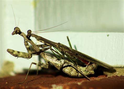 Mating Mantis Photograph By Dan Pyle