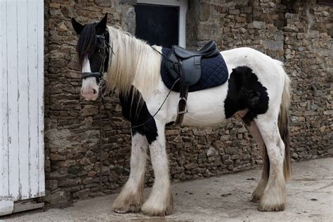 Irish Cob Horses 8 Fascinating Facts