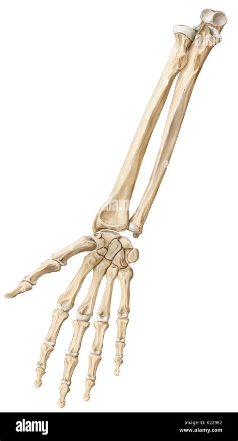 Los Huesos Del Antebrazo Y La Mano Fotografía De Stock Alamy