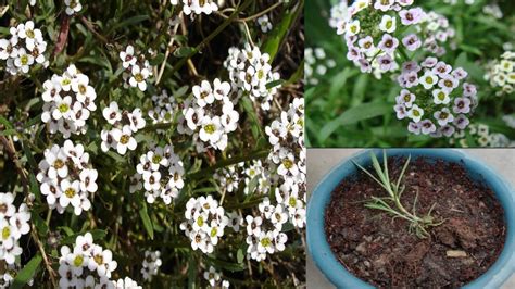 How To Growcare And Repot Sweet Alyssum Flower Plant In Winter Season