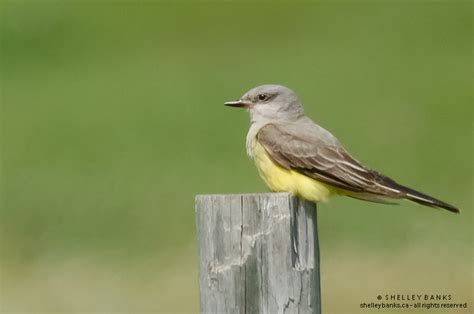 Prairie Nature Western Kingbirds Grey And Yellow Flycatchers Near Regina