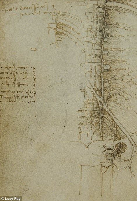 Leonardo Da Vinci Anatomist Exhibition At Buckingham Palace Daily