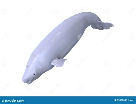 Baleia Branca Da Beluga Imagem De Stock Imagem De Render 93402445