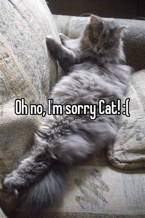 Oh No Im Sorry Cat
