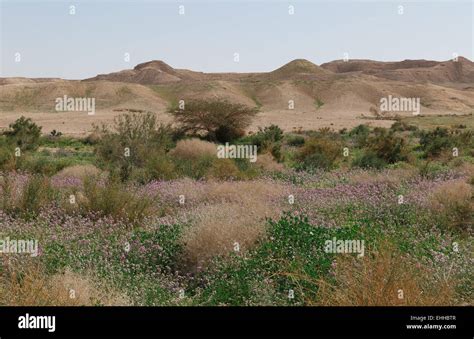 Blooming Negev Desert Israel Stock Photo Alamy