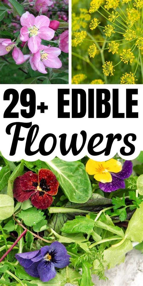 Surprise Edible Flowers From The Garden In 2022 Edible Flower