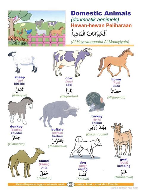bahasa arab hiu