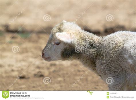 Baby White Sheep Lamb Head Portrait Close Up Stock Image Image Of