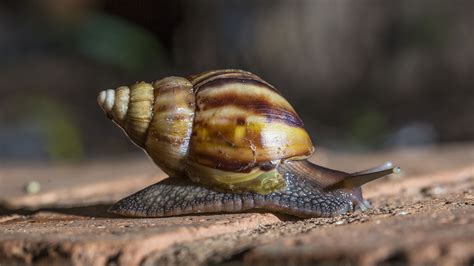 Caracol Gigante Africano Argentina Gob Ar