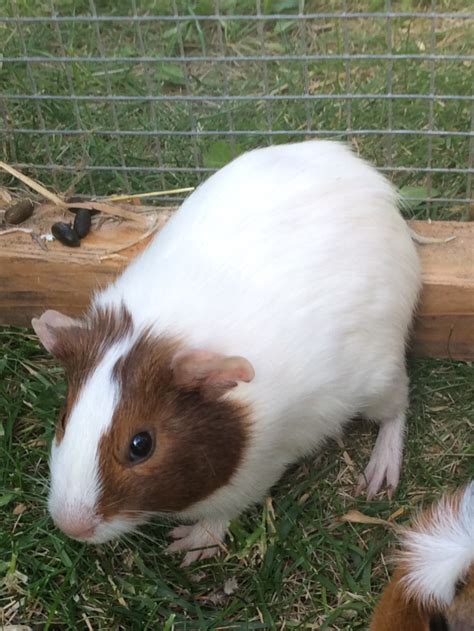 Agouti For Sale Guinea Pigs Breed Information Omlet